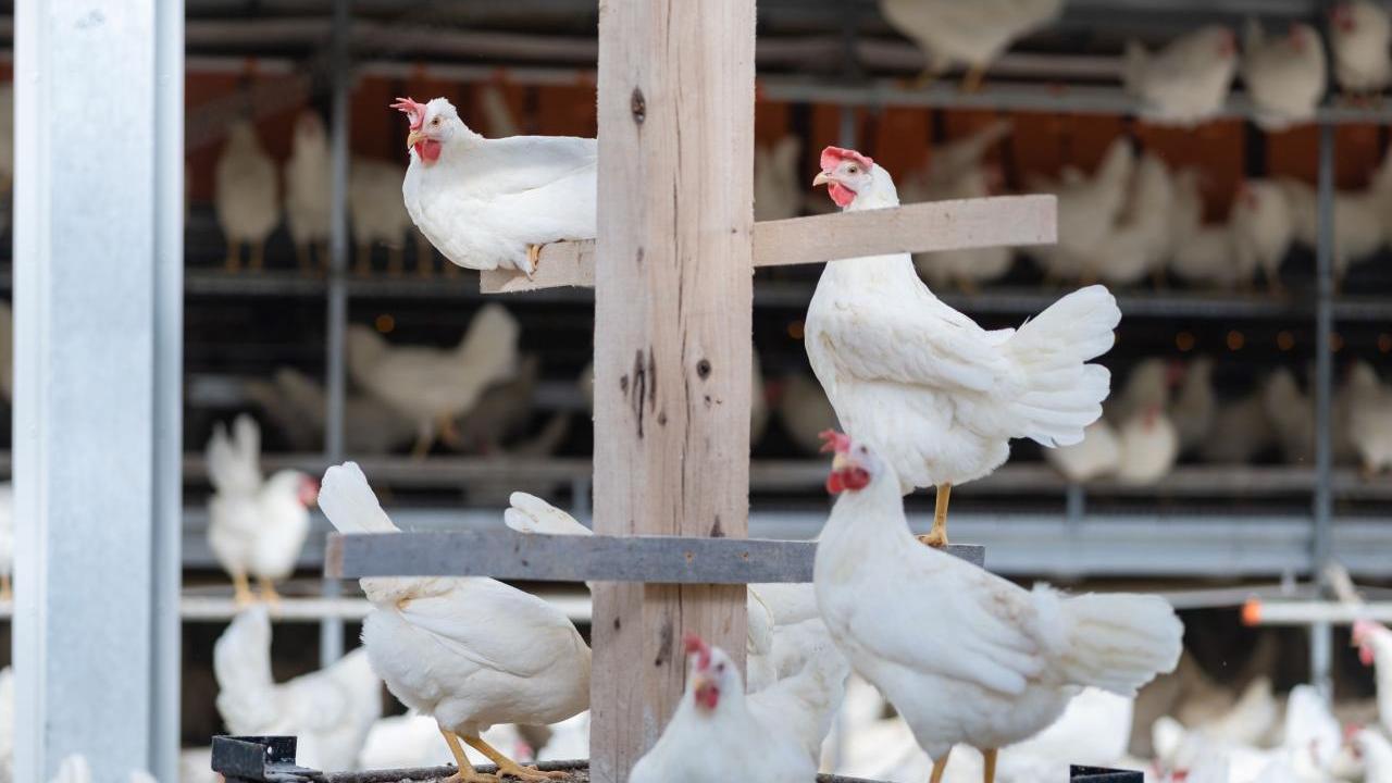 Chickens at Kipster's farm 