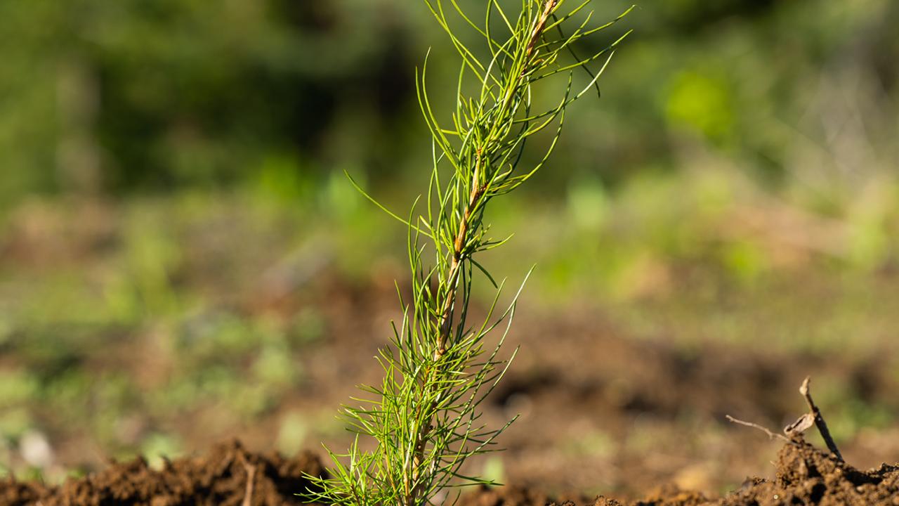 a tree planted in the ground