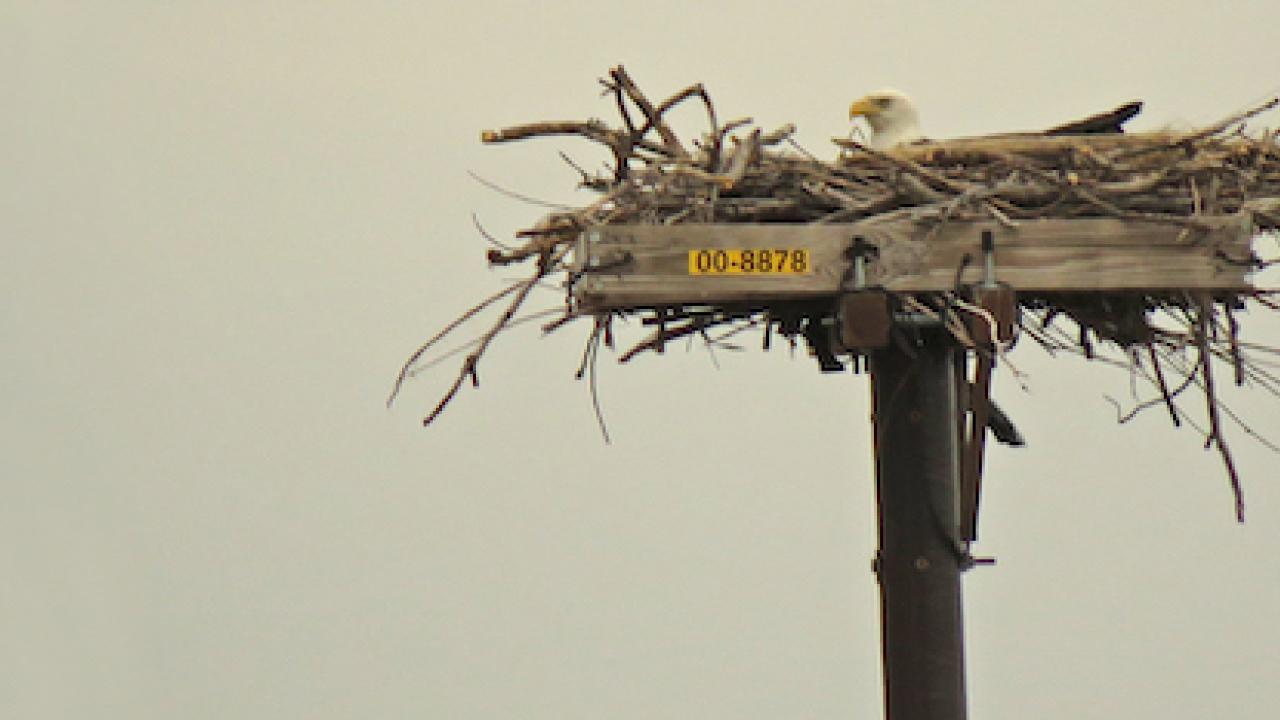 Eagle in his nest on top of a PSEG electrical pole.