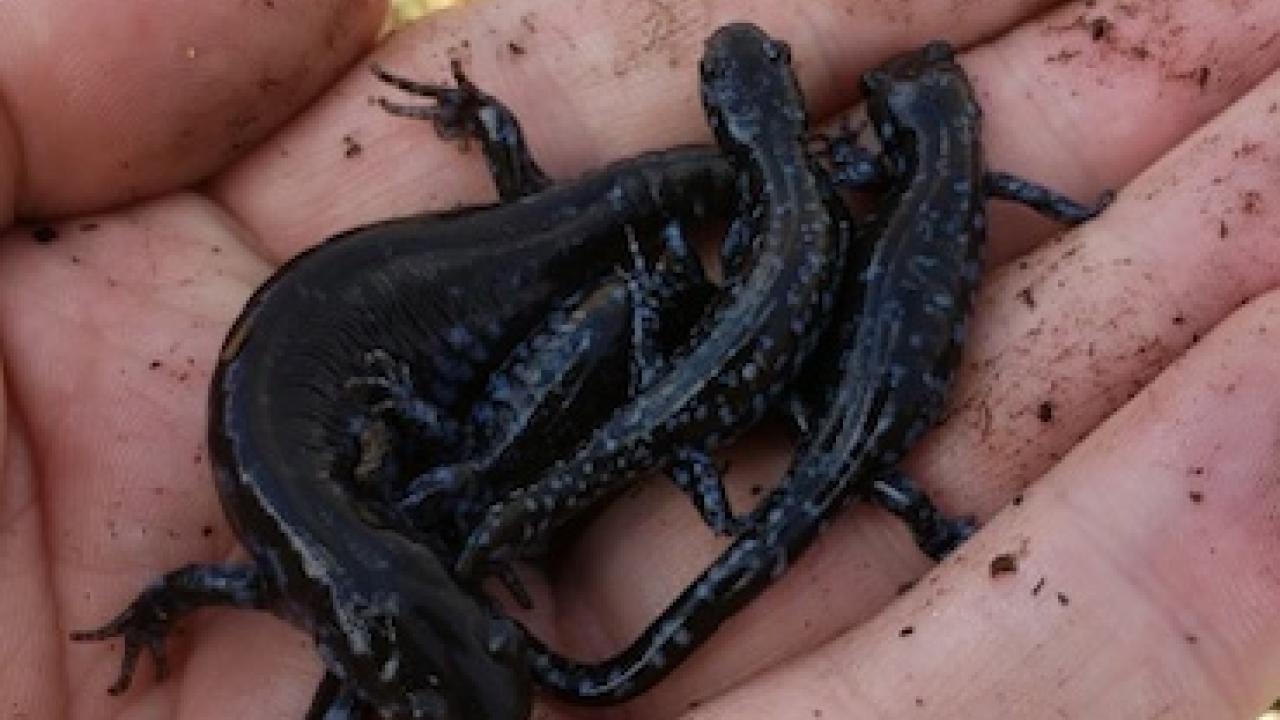Blue spotted salamander being held in a hand.
