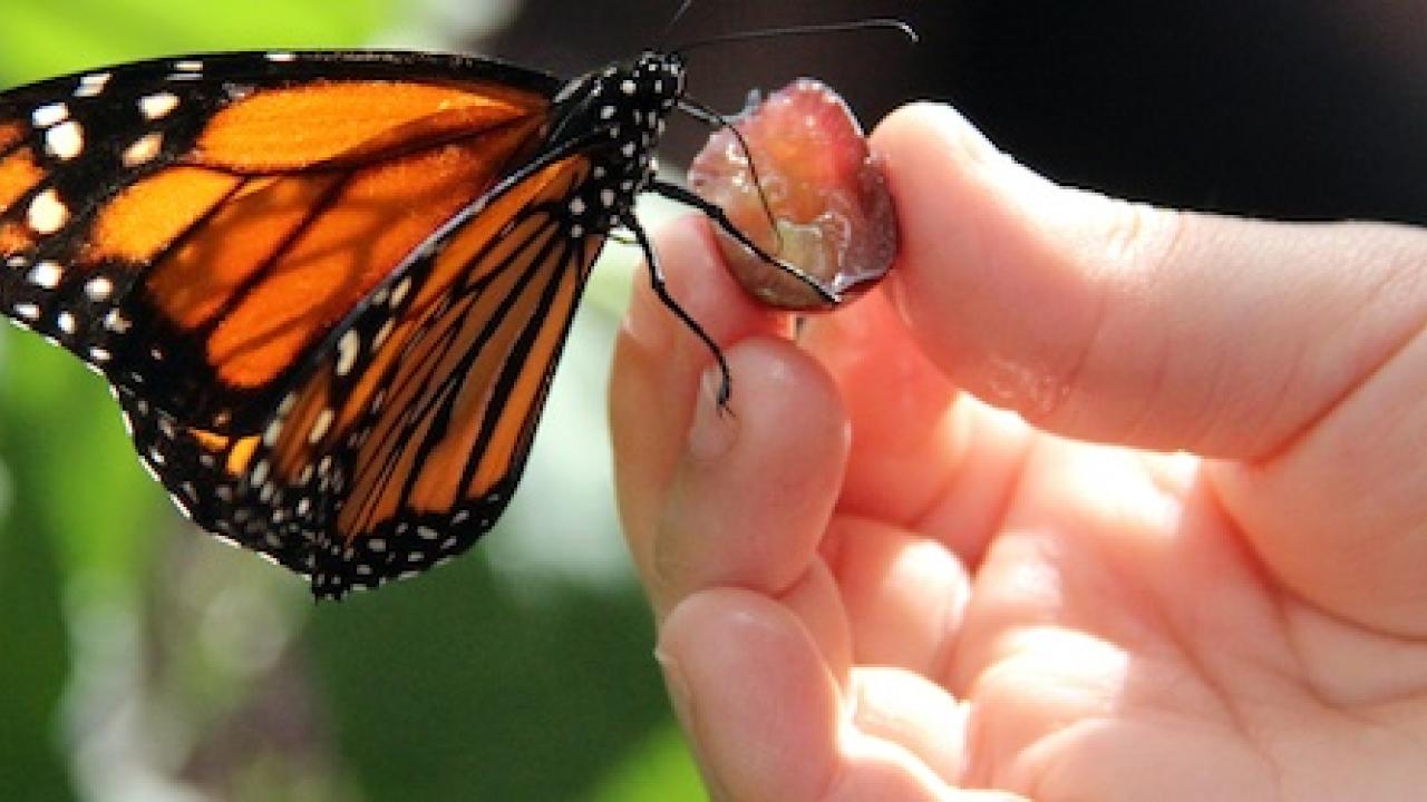 Hand holding a butterfly.