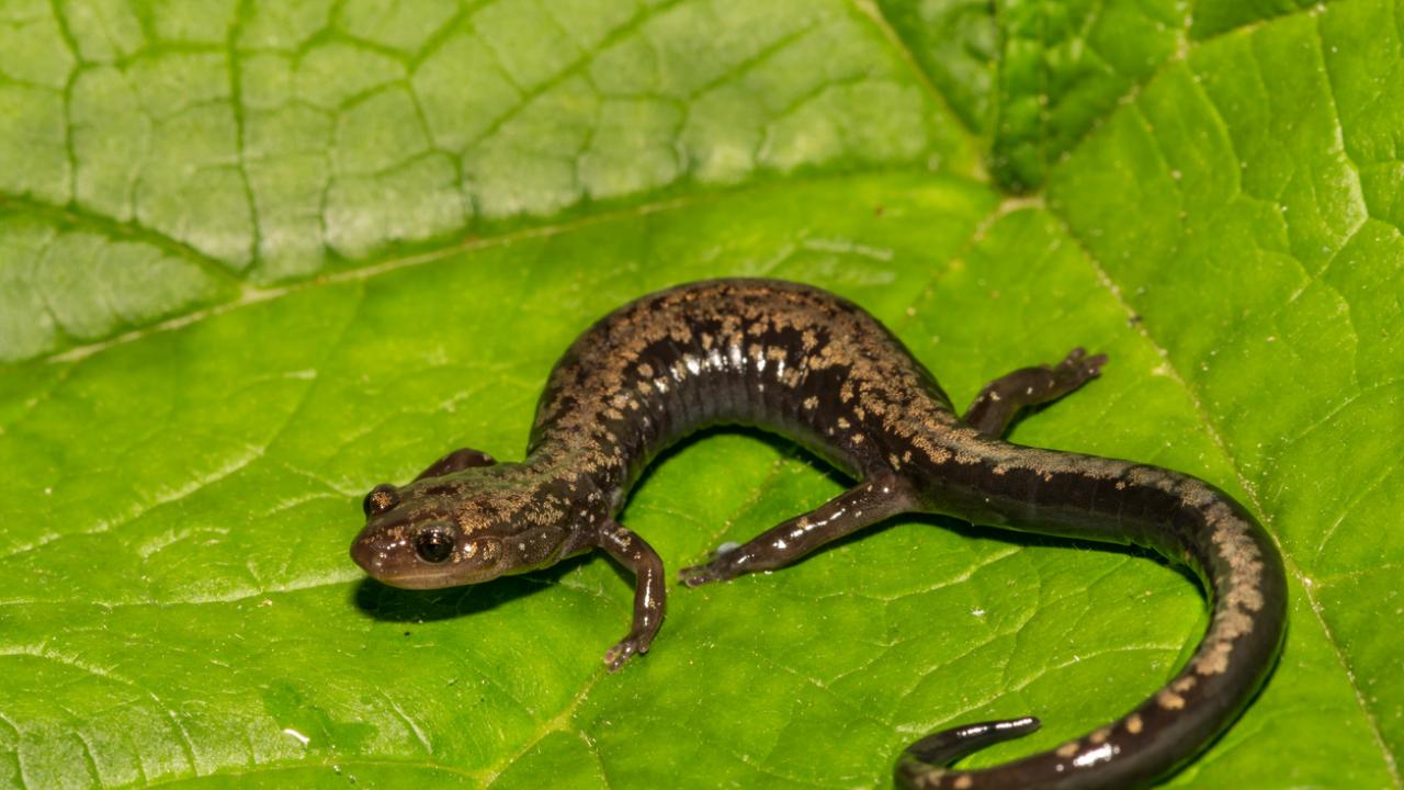 Peaks of Otter Salamander on a leaf