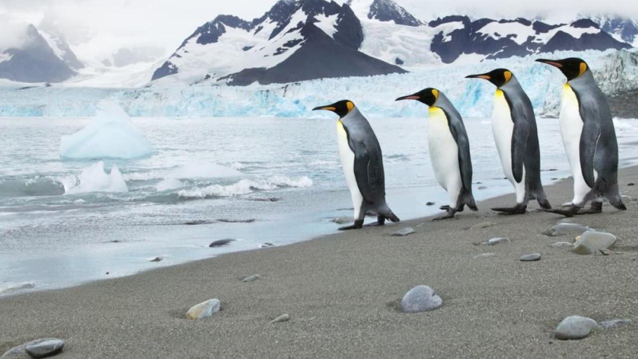 Four penguins walking towards the sea 