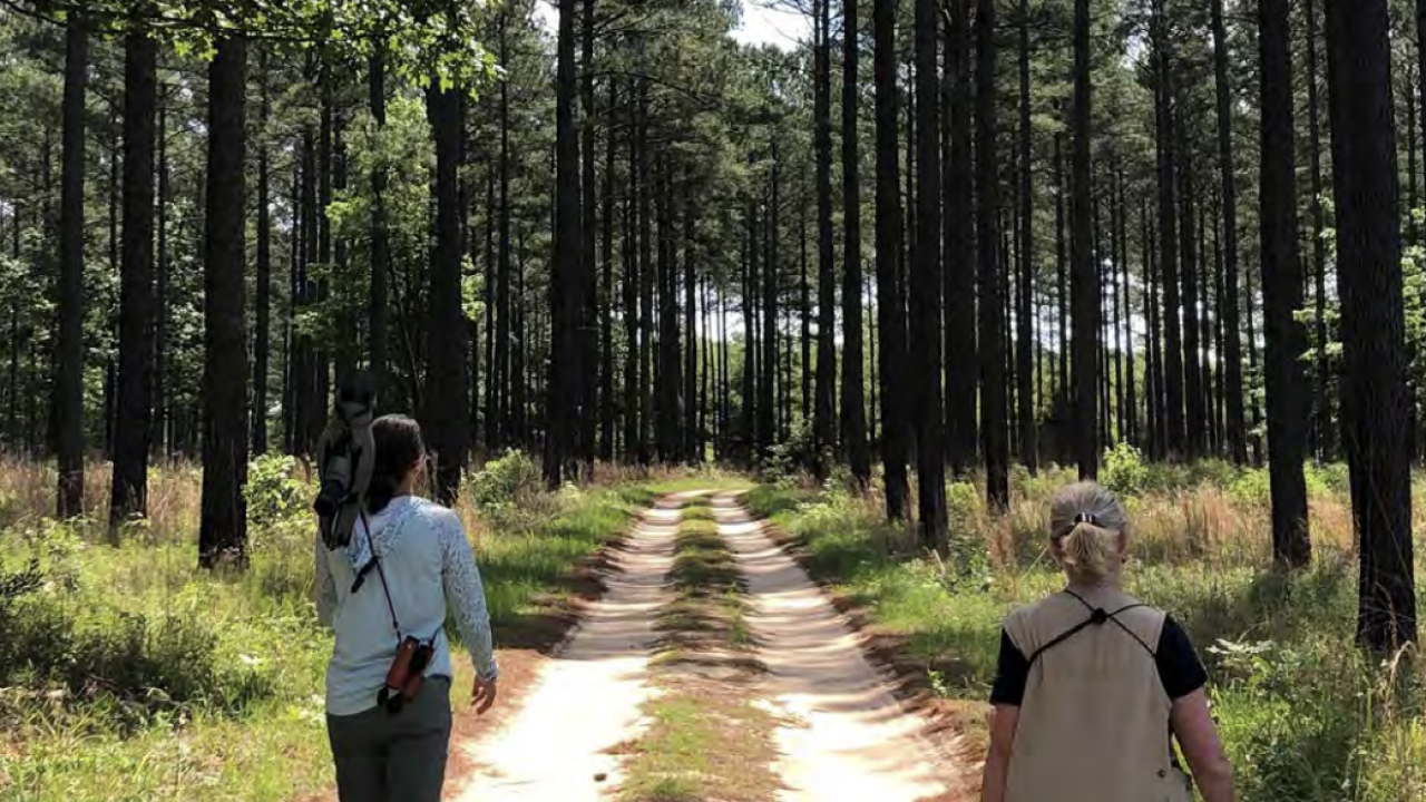 Two people walking on a track in a forest