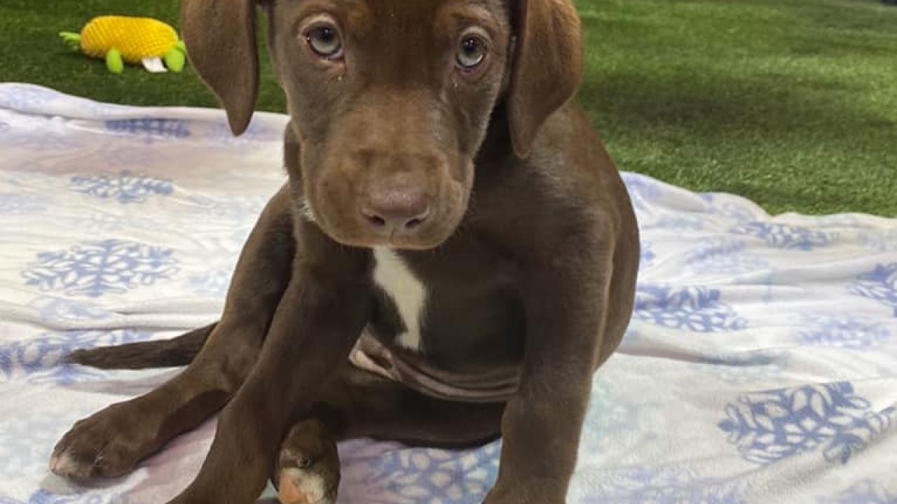 puppy with bone