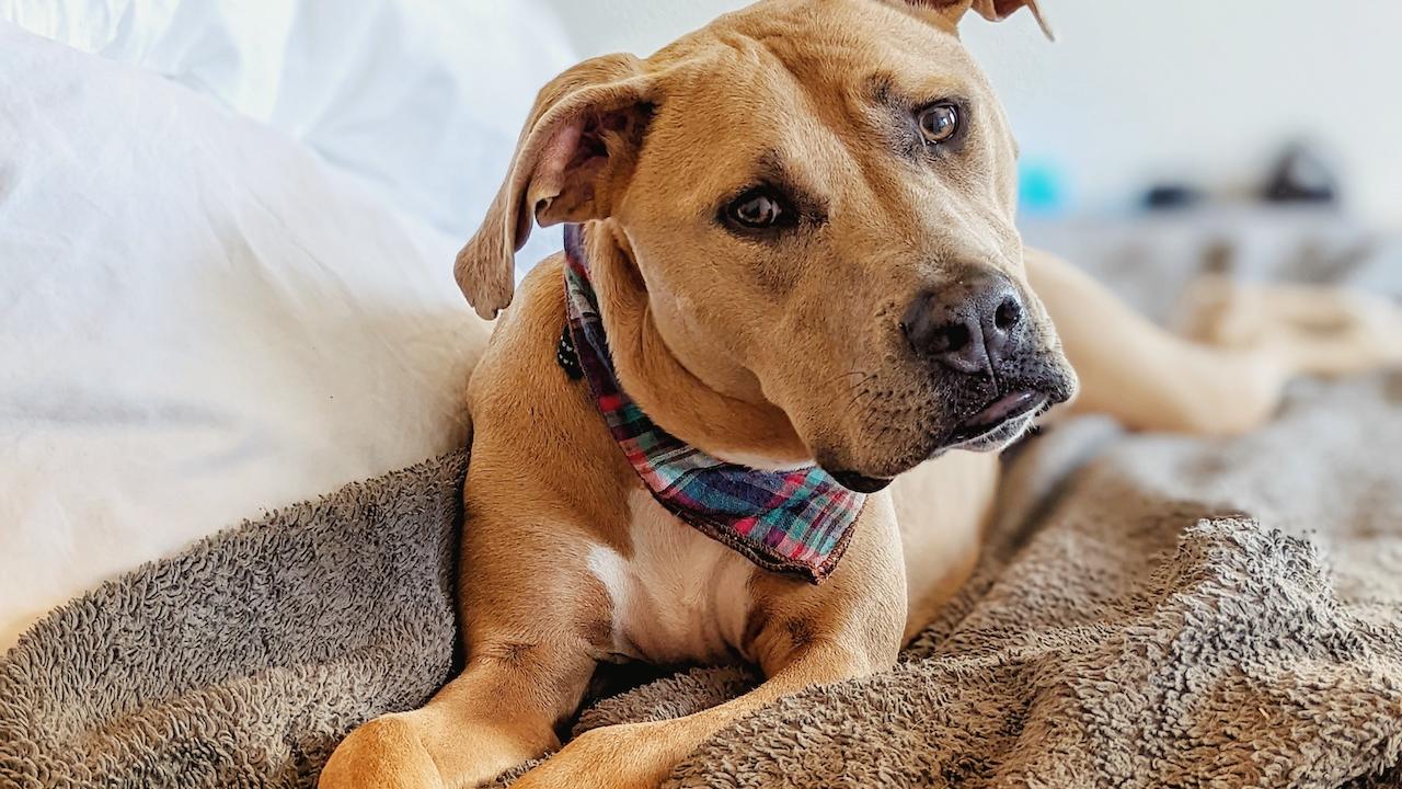 Phoebe has taught us plenty of things. She is a pit mix, which tends to carry a certain stigma, but if they only knew what a pushover she is! I’m amazed every day at just how much she loves people and other dogs. — Jason Pearce and dog, Phoebe