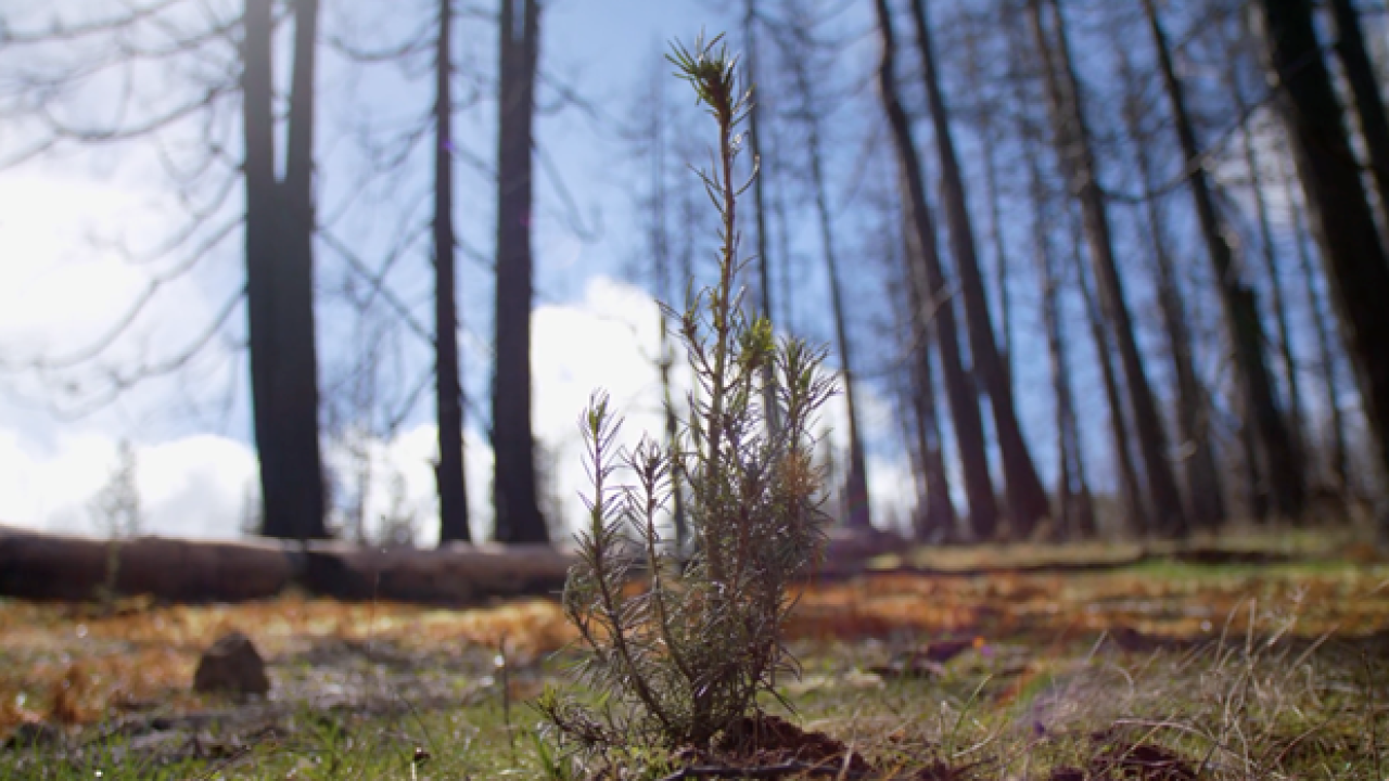 Tree sapling planted in a forest