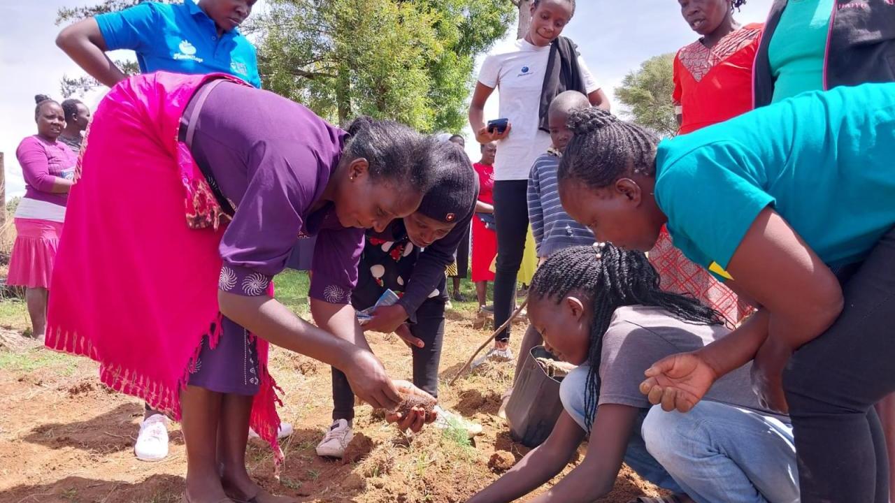 People bent over planting seeds and saplings in the ground.