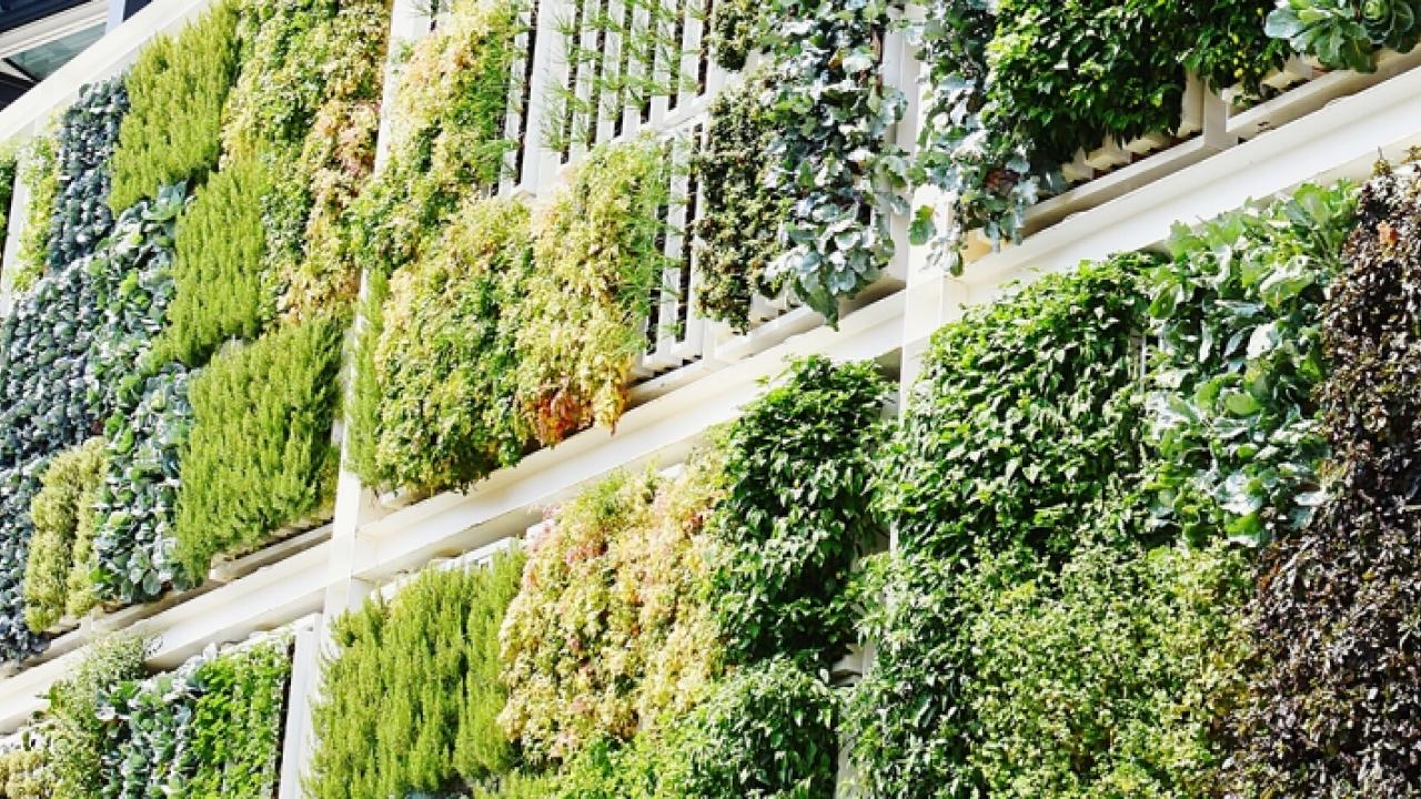 wall of plants