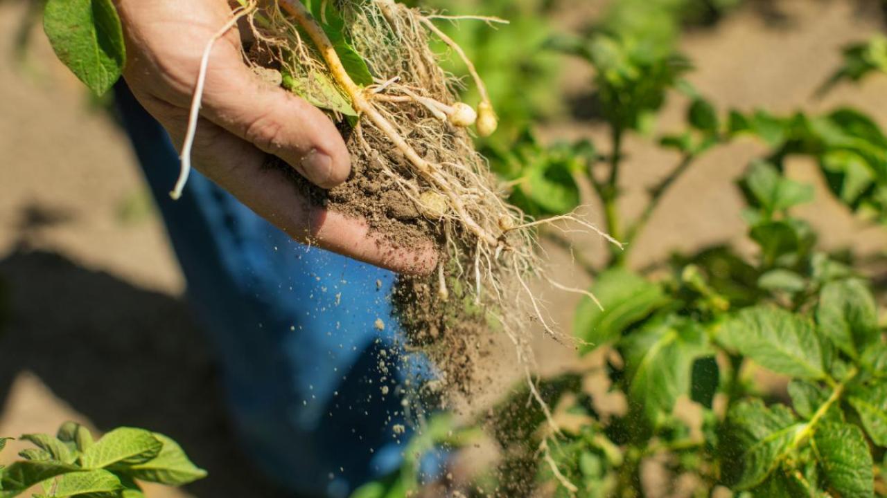 plant roots