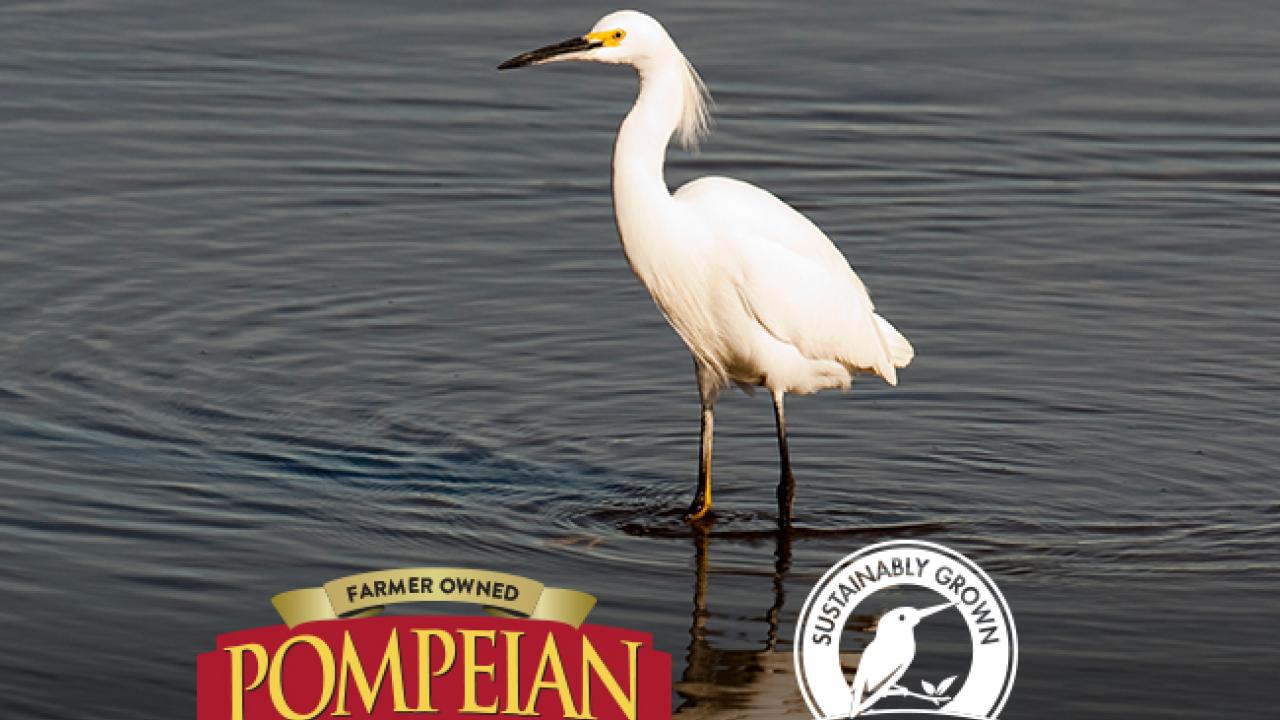 Case Study: Pompeian’s Sunrise Olive Ranch Champions Biodiversity Through Innovative Algae Control