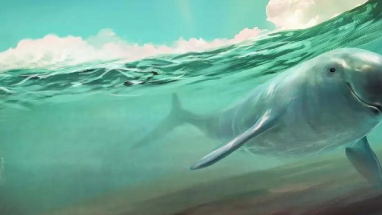 Illustration of a porpoise swimming underwater 