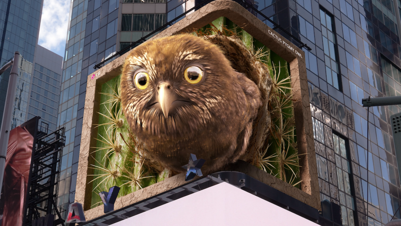pygmy owl on large screen