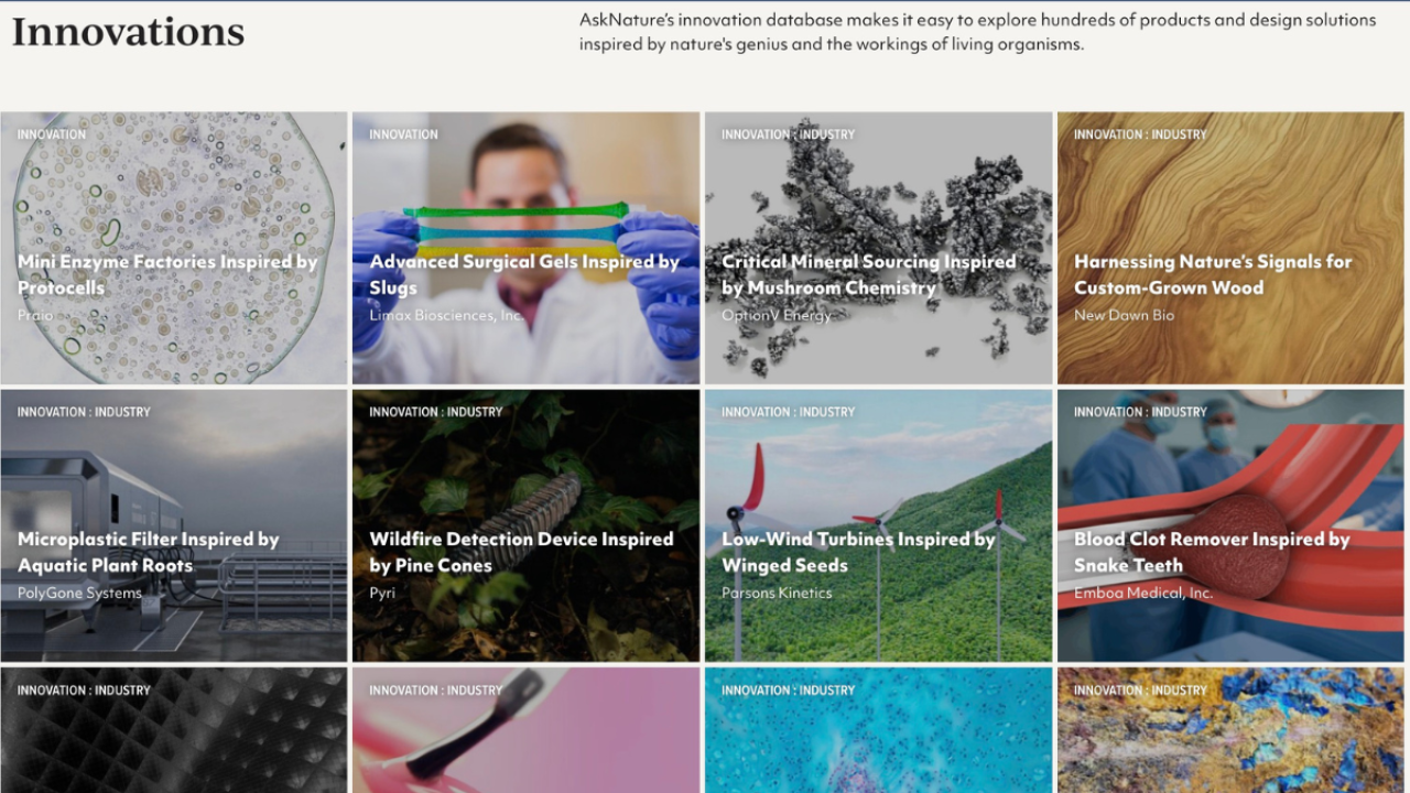 Team names and images from the 2025 Ray of Hope Accelerator