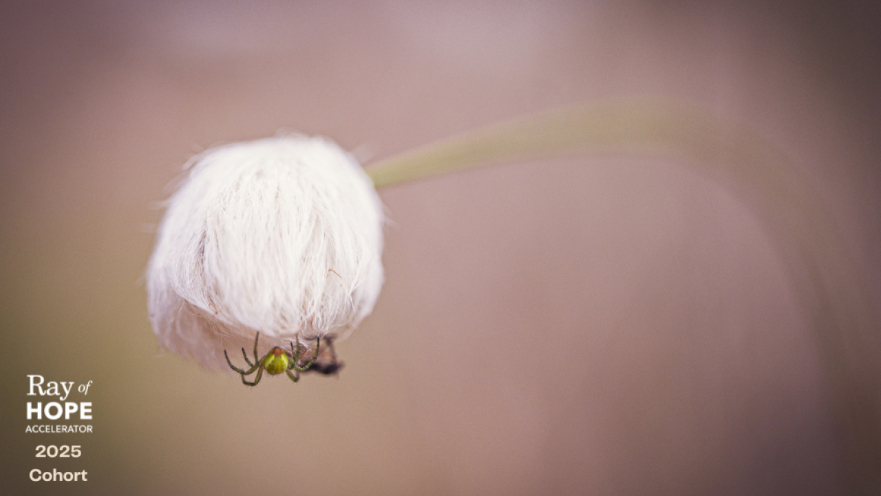Natural inspiration from the Ray of Hope Accelerator