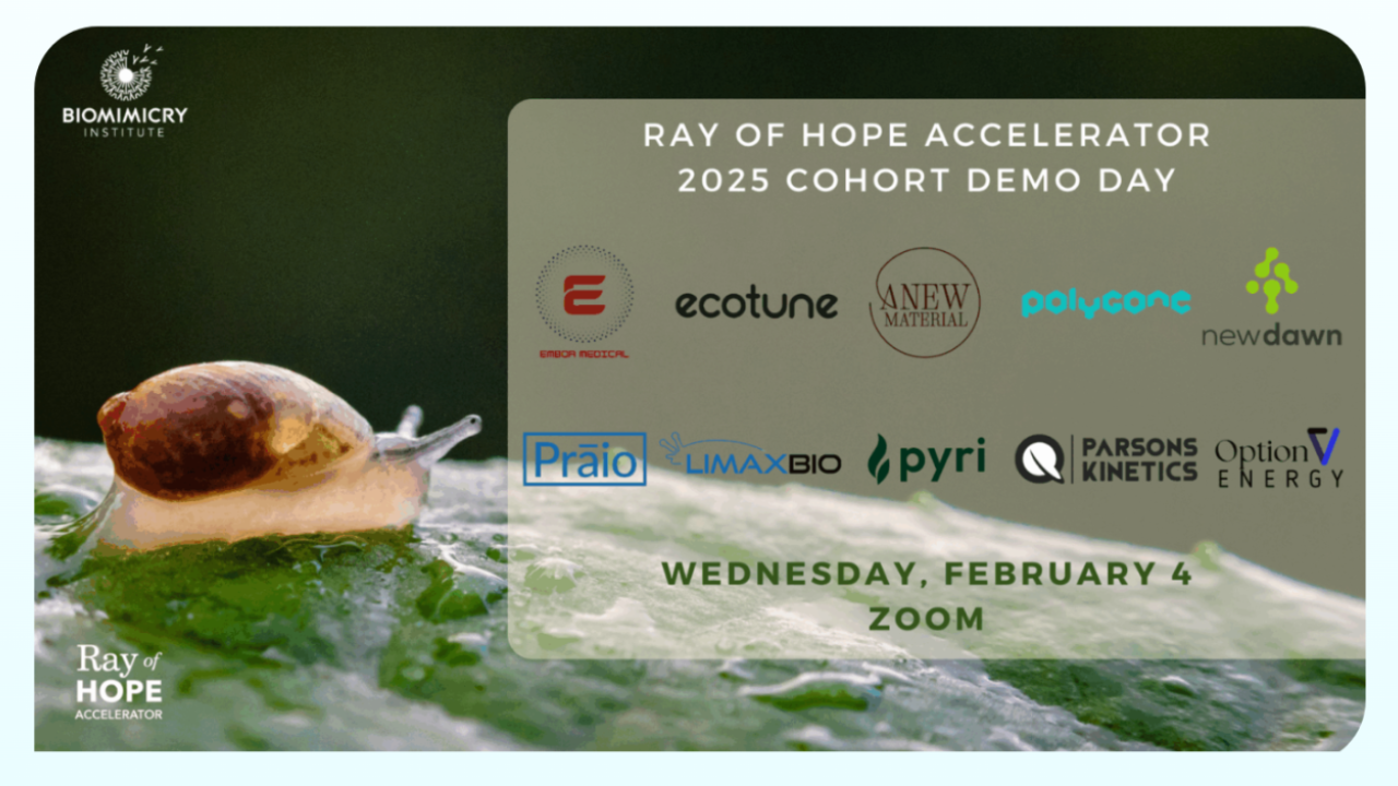 List of accelerator teams participating in the 2025 cohort demo day