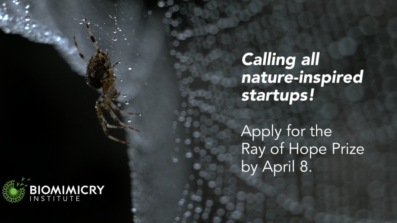 "Calling all nature-inspired startups! Apply for the Ray of Hope Prize by April 8th" with Biomimicry logo over an image of a spider web