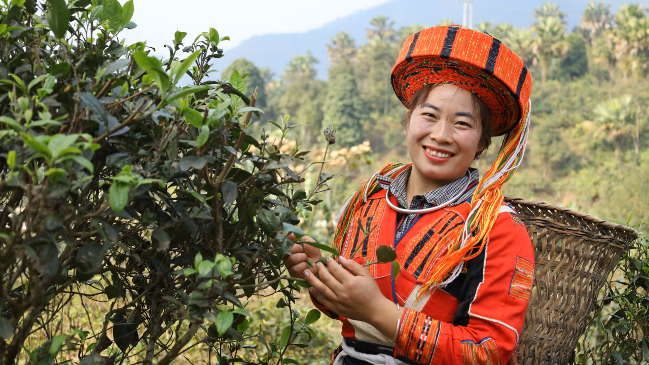 Hung Thi Dang is a tea grower in Vietnam who has opened a tea processing workshop. Image credit: TrangNK / CARE