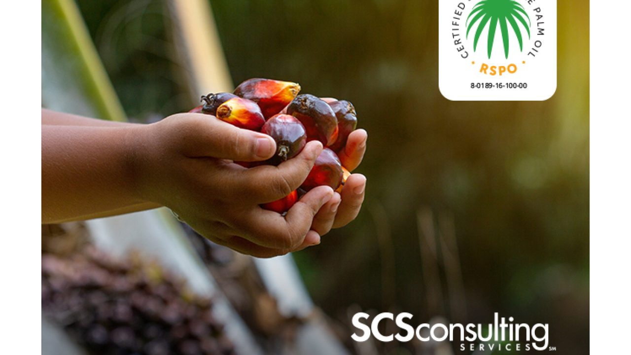 hand holding fruit from palm tree