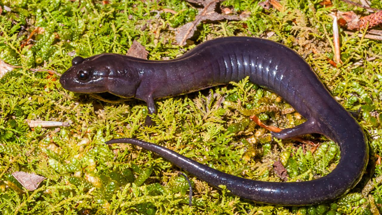 The Red Hills Salamander