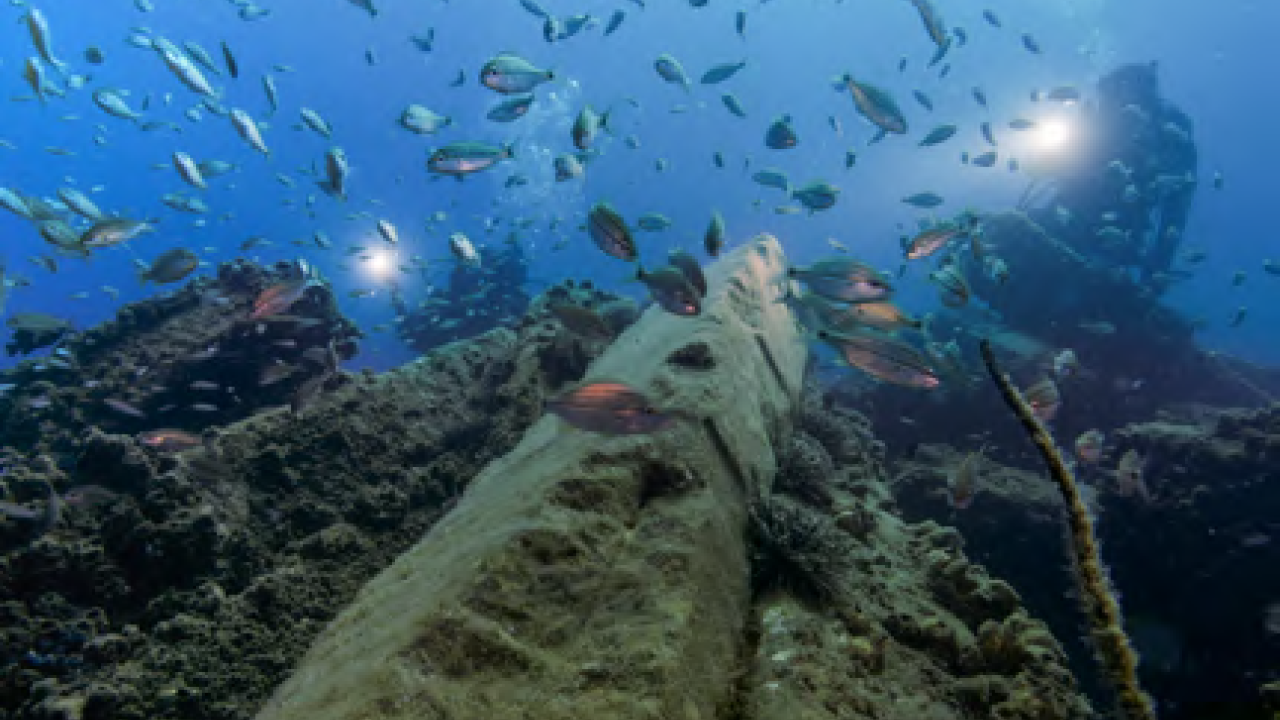 Reef
