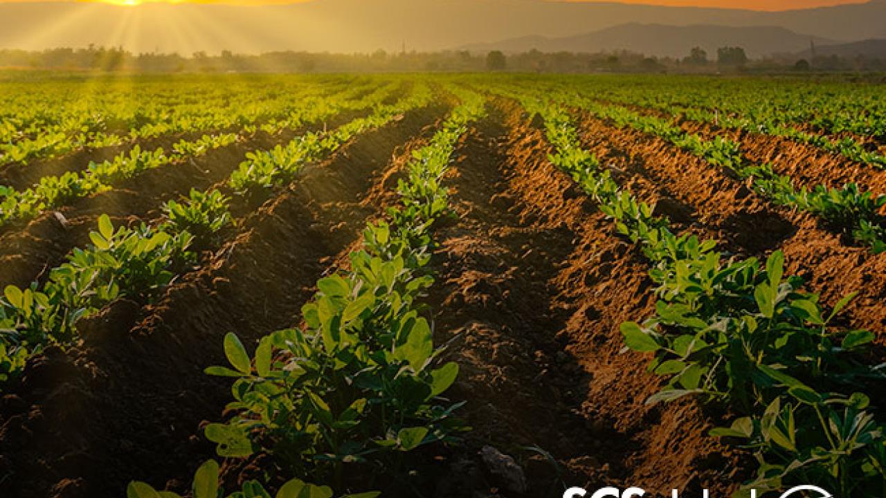 Regenerative Agriculture's Critical Role in Stabilizing Our Climate 