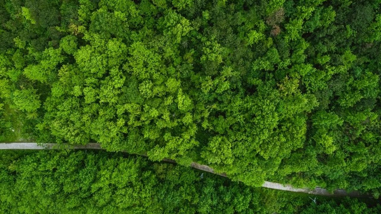 Overhead view of forest