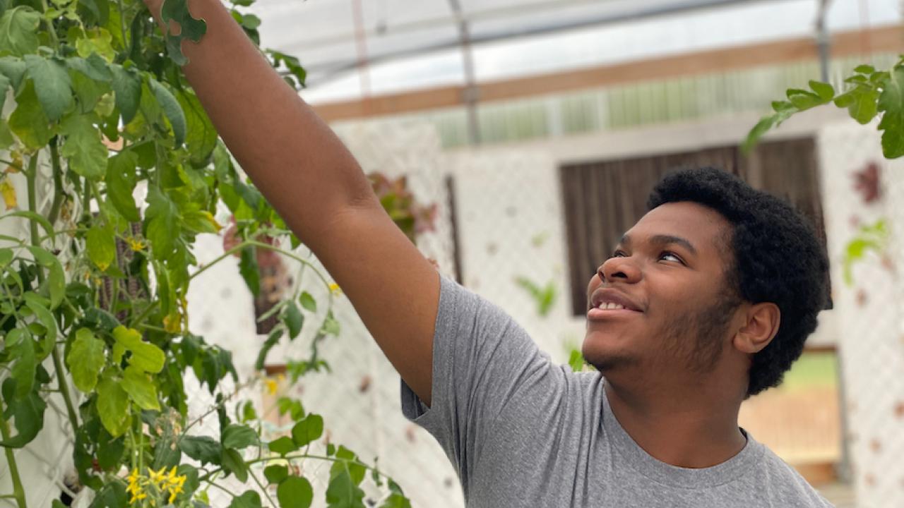 Person reaching out to a growing vine