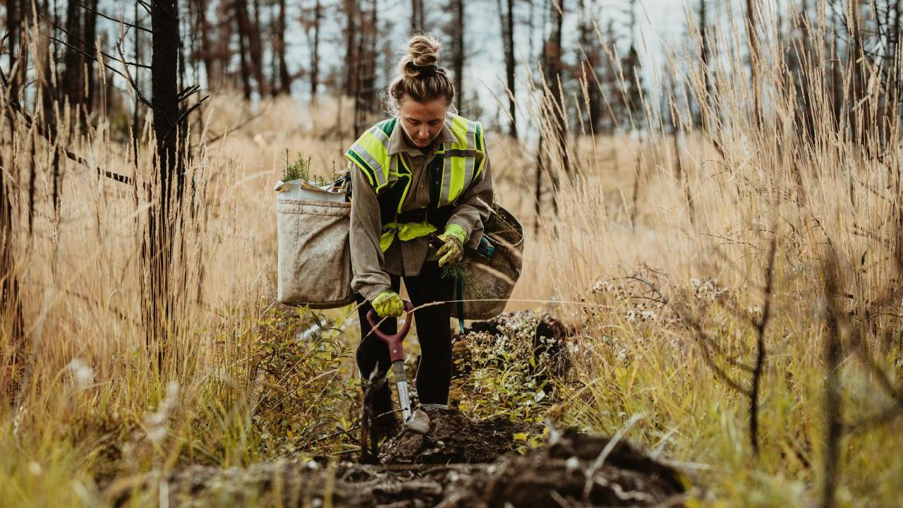 A person helping to restore ecosystems