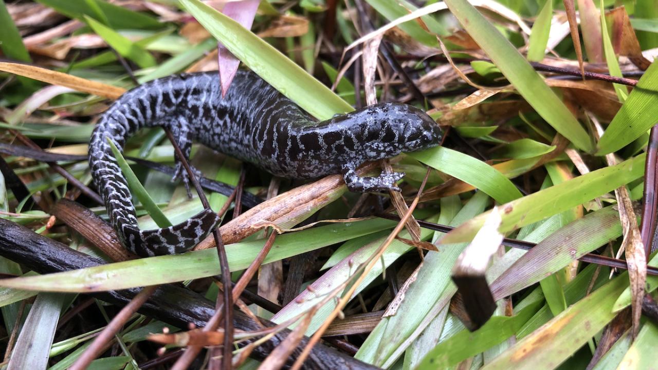 Reticulated Flatwood Salamander