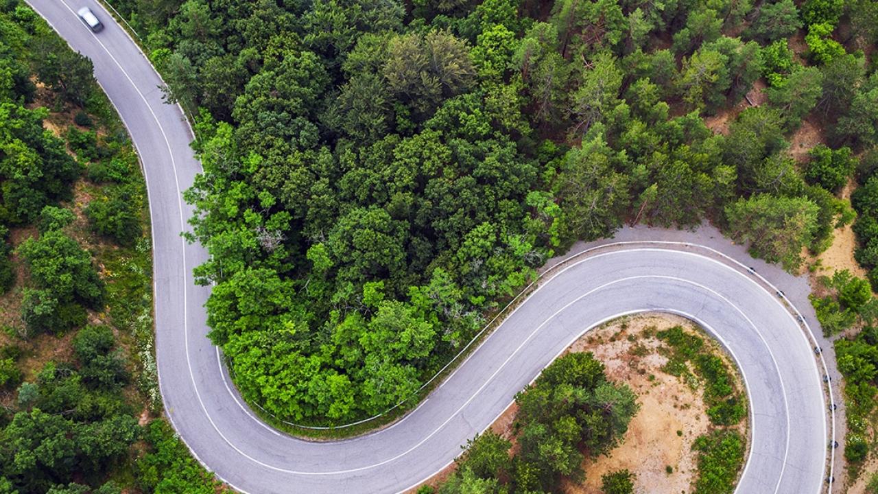 A road running through trees