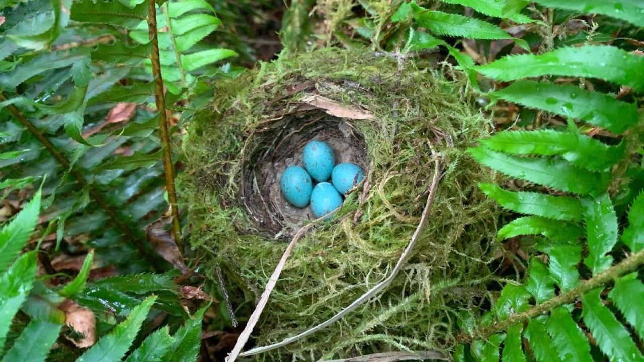 A nest with robins’ eggs awaits hatching on a Rayonier forest floor. / All photos in this article were captured in Rayonier forests