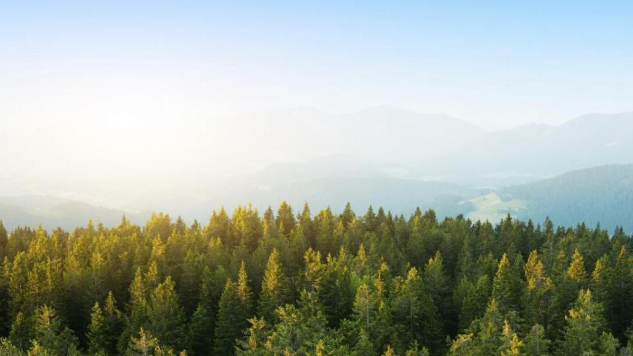Mountains behind a forest