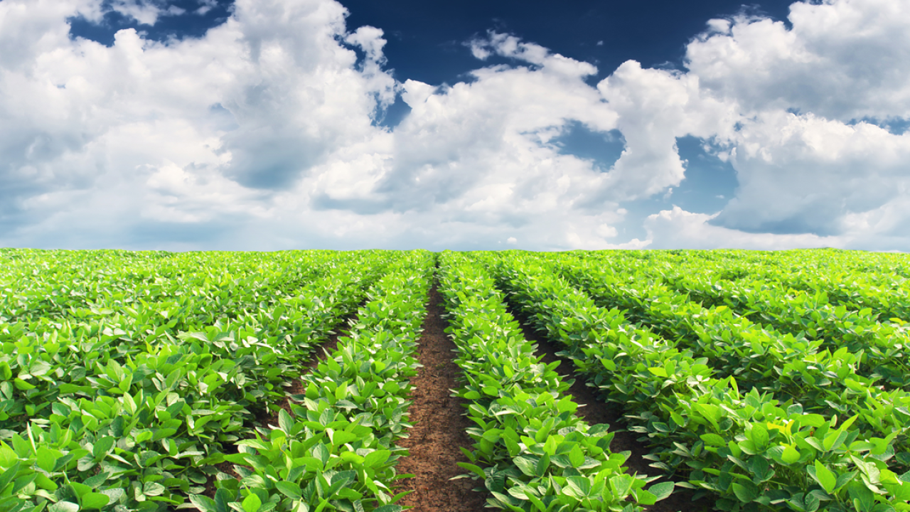 Rows of crops under blue sky