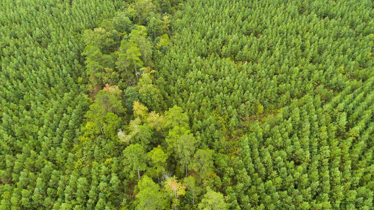 Aerial view of a heavily forested area.