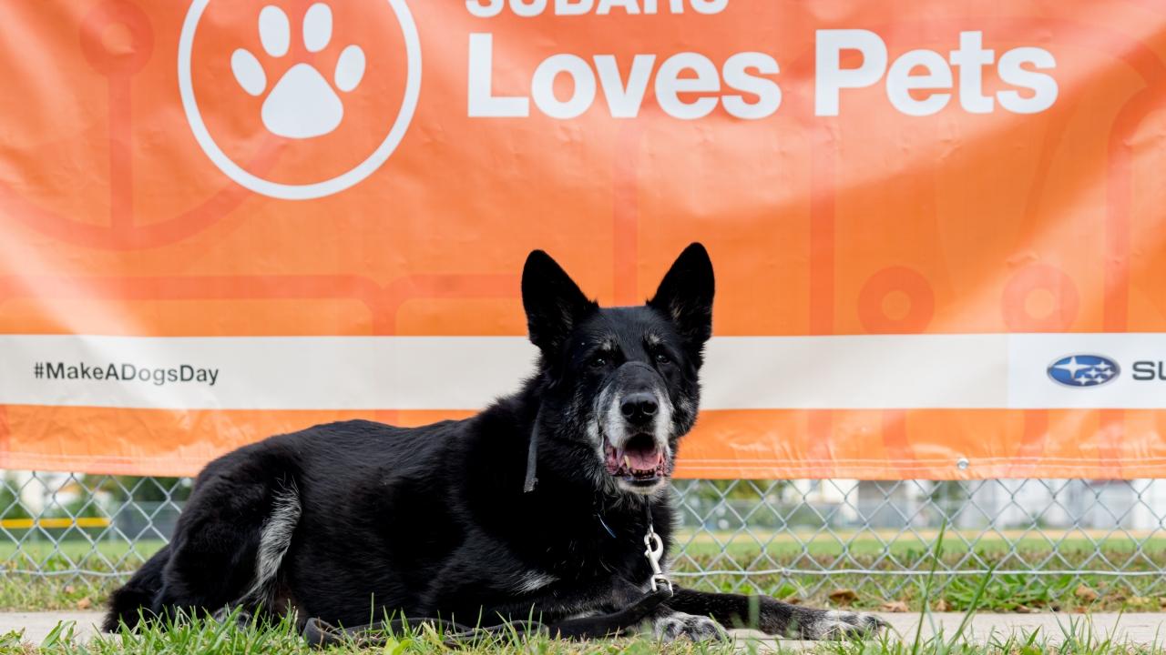 Dog laying in front of a Subaru Loves pets sign
