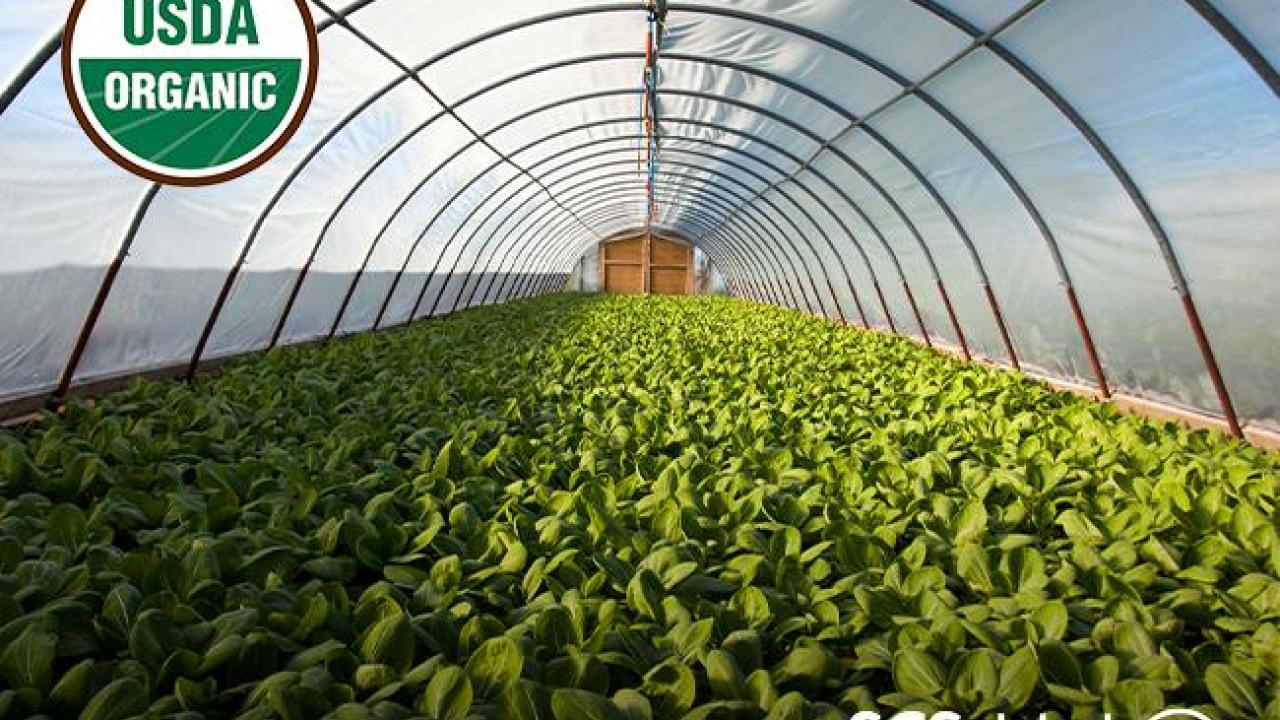 SOE Organic Fraud Prevention – What Every Business Needs to Know 