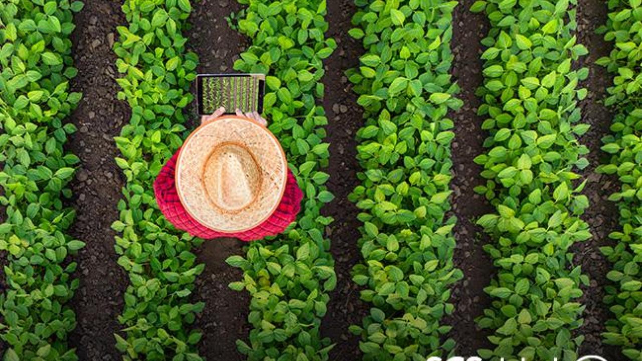 Organic SOE: 8 questions about missing the deadline