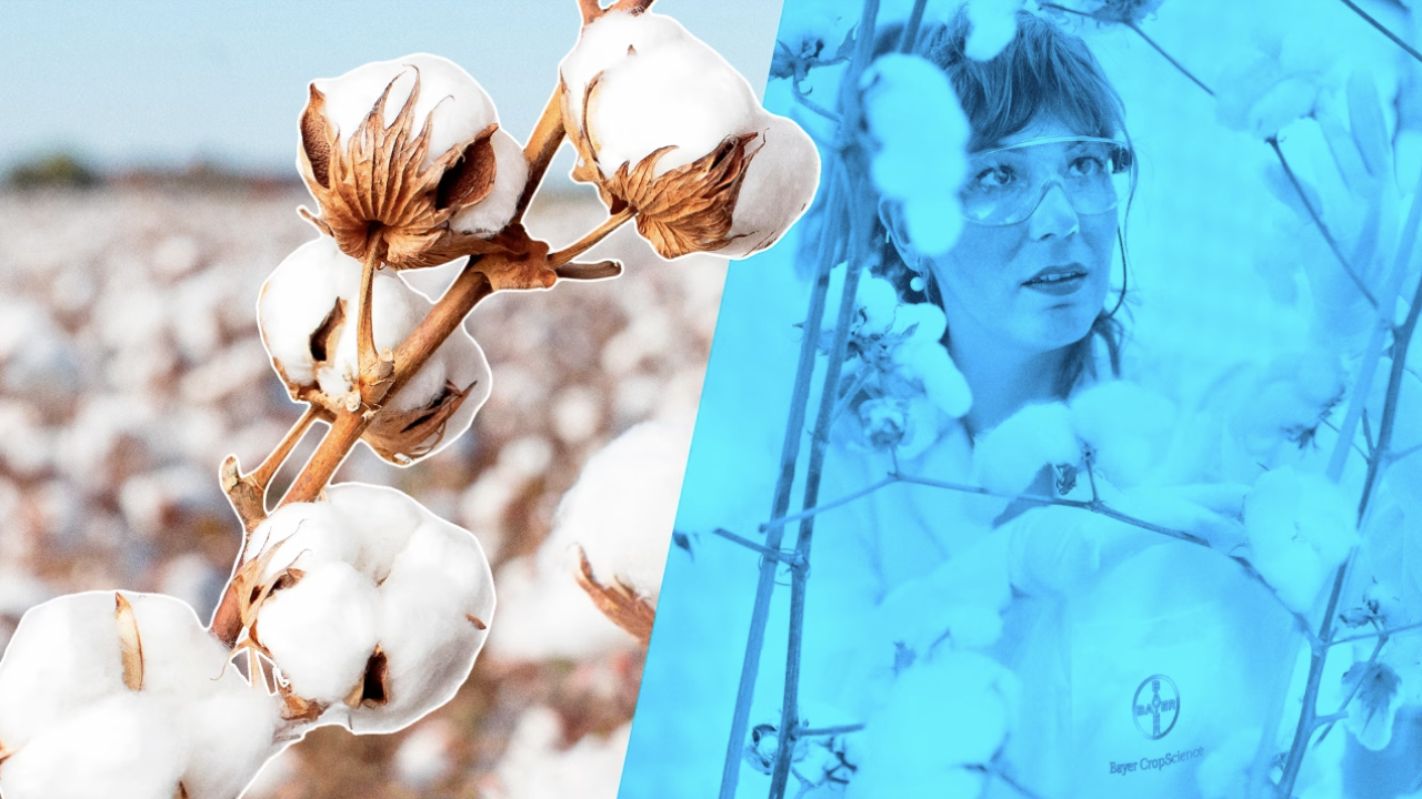 Photo of cotton plants and a Bayer crop scientist 