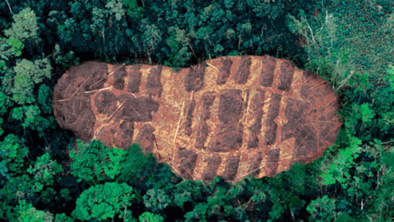 large brown footprint in a forest 