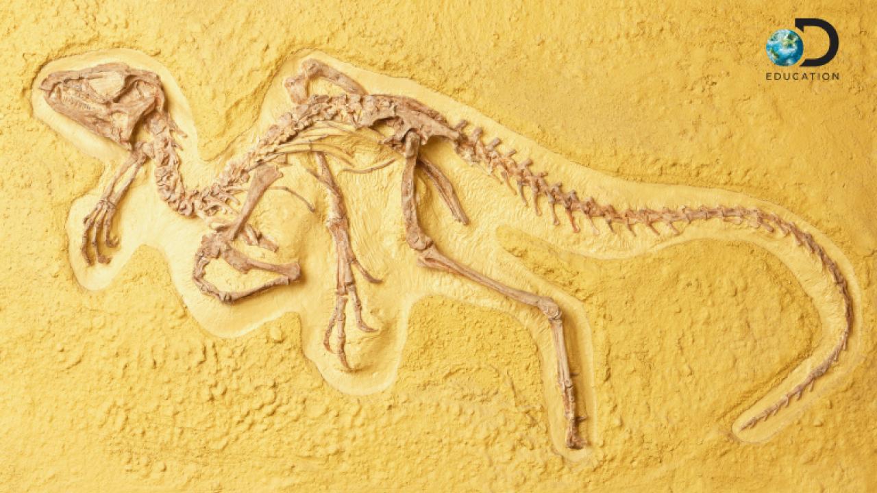 Dinosaur fossil in sand with the Discovery Education logo in the top right