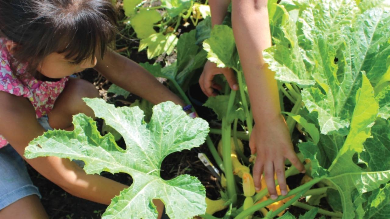 child and lettuce in a garden