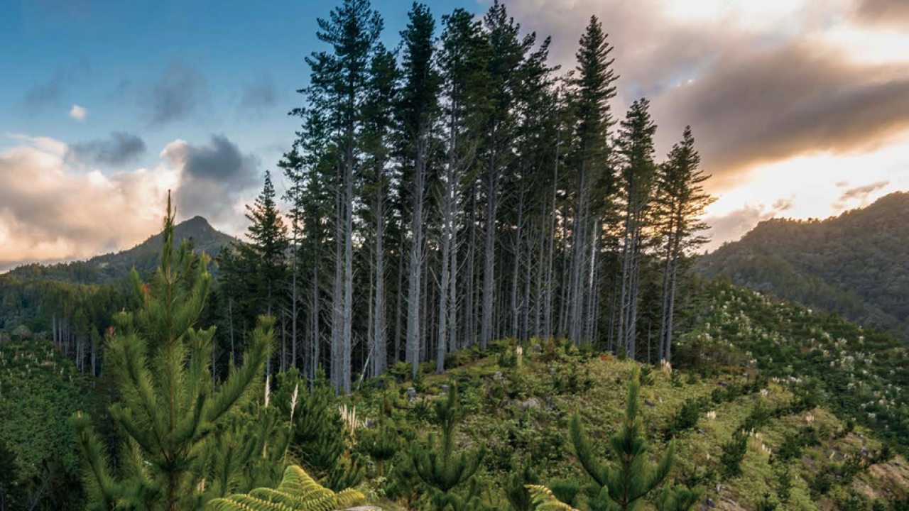 trees with a skyline behind