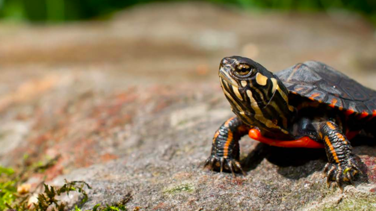 Turtle