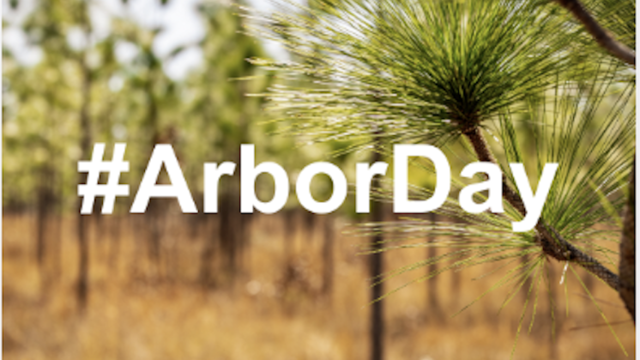 "#ArborDay" with Kimberly-Clark and Arbor Day Foundation logos