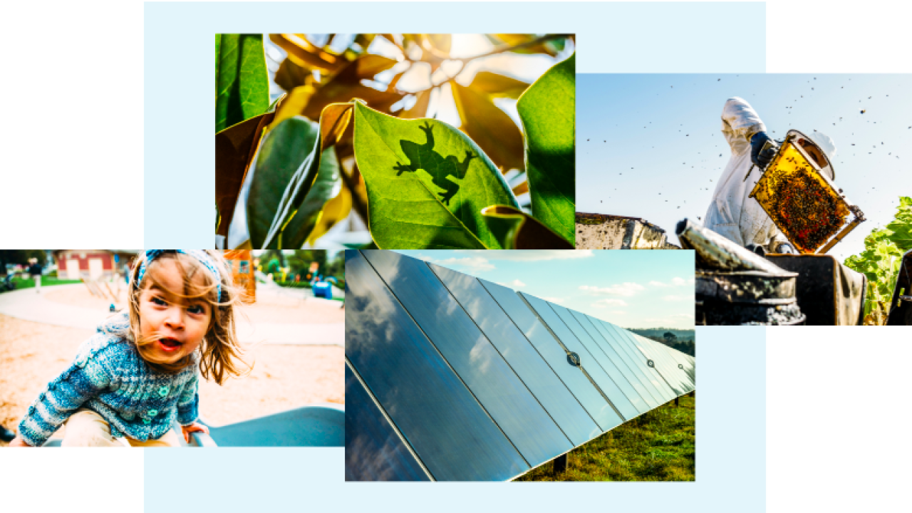 collage of little girl playing, a frog on a leaf, solar panels, and a beekeeper