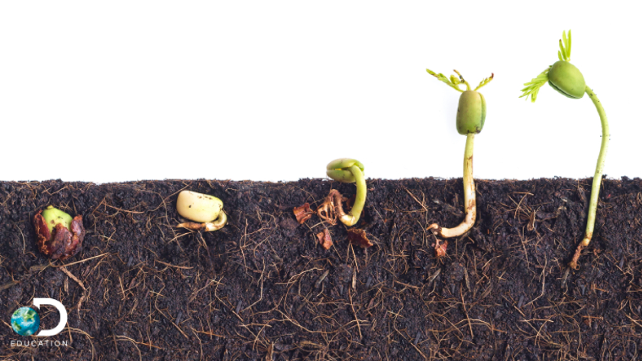 a progression photo of a seed turning into a plant
