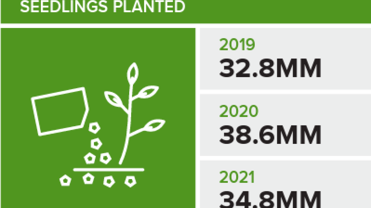 infograph of how many seedlings planted in the past 3 years