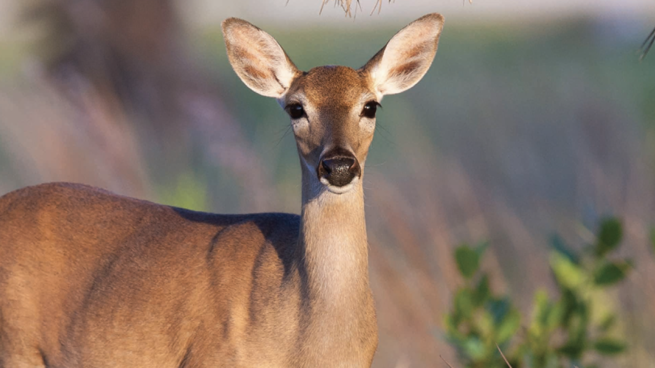 doe in a meadow