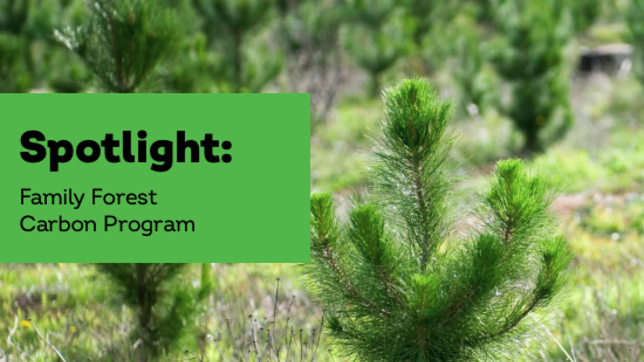 Young saplings with the text "Spotlight: Family Forest Carbon Program" superimposed